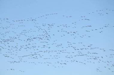 Kazlar kitle bahar göç. Çok büyük sürüsü karşı açık mavi gökyüzü uçan büyük beyaz - sakarca kazı (Anser albifrons)