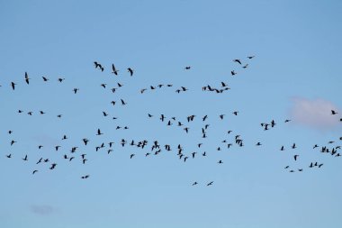 Kazlar kitle bahar göç. Çok büyük sürüsü karşı açık mavi gökyüzü uçan büyük beyaz - sakarca kazı (Anser albifrons)