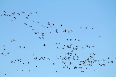 Kazlar kitle bahar göç. Çok büyük sürüsü karşı açık mavi gökyüzü uçan büyük beyaz - sakarca kazı (Anser albifrons)