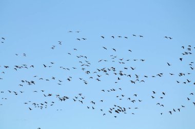 Kazlar kitle bahar göç. Çok büyük sürüsü karşı açık mavi gökyüzü uçan büyük beyaz - sakarca kazı (Anser albifrons)