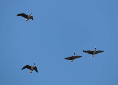 Vahşi büyük beyaz - sakarca kazı (Anser albifrons) karşı açık mavi gökyüzü uçan