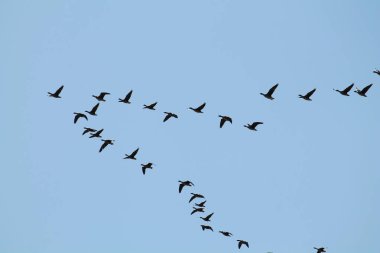 Kama karşı vahşi büyük beyaz - sakarca kazı (Anser albifrons) uçan açık mavi gökyüzü