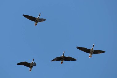 Vahşi büyük beyaz - sakarca kazı (Anser albifrons) karşı açık mavi gökyüzü uçan