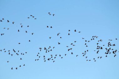 Kazlar kitle bahar göç. Çok büyük sürüsü karşı açık mavi gökyüzü uçan büyük beyaz - sakarca kazı (Anser albifrons)