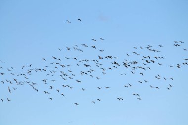 Kazlar kitle bahar göç. Çok büyük sürüsü karşı açık mavi gökyüzü uçan büyük beyaz - sakarca kazı (Anser albifrons)