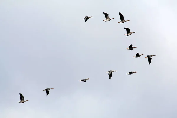Cuña Gansos Voladores Salvajes Fachada Blanca Anser Albifrons Contra Cielo — Foto de Stock