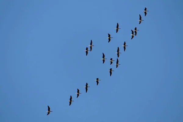 Manada Gansos Voladores Salvajes Fachada Blanca Anser Albifrons Contra Cielo — Foto de Stock