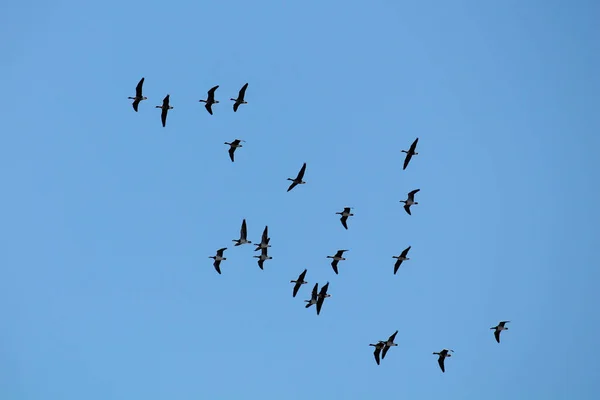 Flying Wild Greater White Fronted Geese Anser Albifrons Barnacle Geese — Foto de Stock