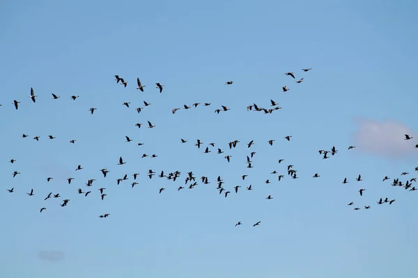 ガチョウの大量春移行 澄んだ青い空に舞う大きいホワイト Anser の非常に大規模な群れ — ストック写真