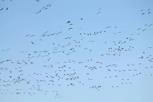 Migración Masiva Gansos Primavera Gran Bandada Gansos Fachada Blanca Anser — Foto de Stock