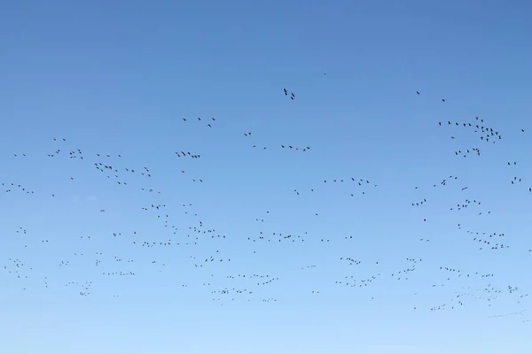 Migración Masiva Gansos Primavera Gran Bandada Gansos Fachada Blanca Anser — Foto de Stock