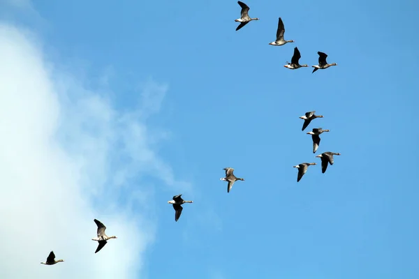 Flock Flying Wild Greater White Fronted Geese Anser Albifrons Blue — Stock Photo, Image