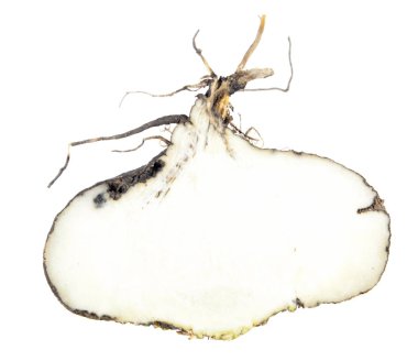 Siyah turp boyuna bölüm beyaz arka plan üzerinde izole