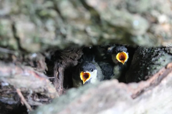 Büyük Baştankara Parus Major Nest Açık Ağız Ile Genç Kız — Stok fotoğraf