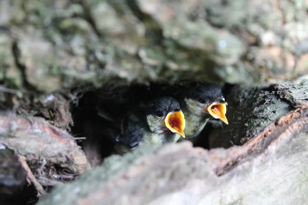 Büyük Baştankara Parus Major Nest Açık Ağız Ile Genç Kız — Stok fotoğraf