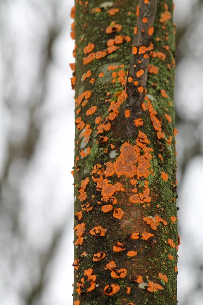 Phlebia Radiata Wrinkled Crust Trunk Dead Rowan Belarus — Stock Photo, Image