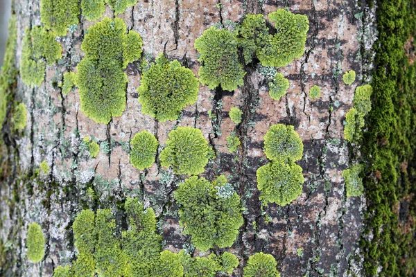 Arka Plan Ağaç Kabuğu Üzerinde Yeşil Liken Ile Güneş Işığının — Stok fotoğraf