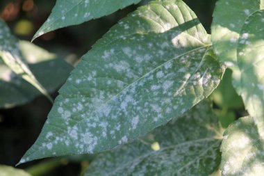 Külleme küf Erysiphe cichoracearum elması yaprak yeşil üzerinde