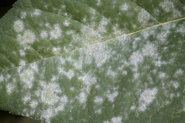Külleme küf Erysiphe cichoracearum elması yaprak yeşil üzerinde