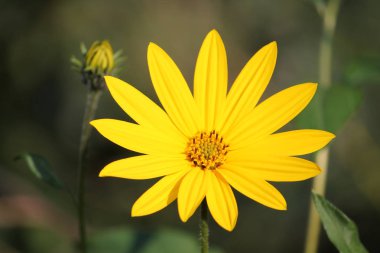 Gündöndü tuberosus veya elması sarı çiçek