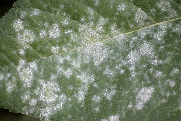 Powdery Mildew Erysiphe Cichoracearum Green Leaf Jerusalem Artichoke — Stock Photo, Image