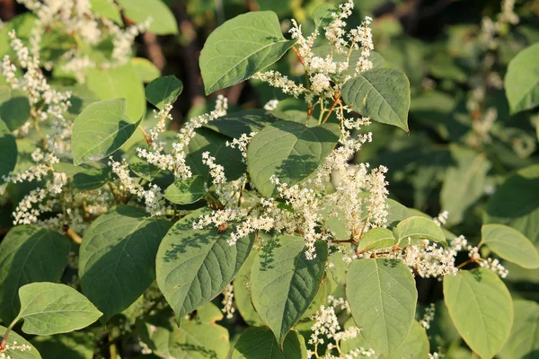 Fallopia japonica veya Japon knotweed. Yeşil yaprakları ve beyaz çiçek şube