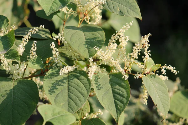 Fallopia japonica veya Japon knotweed. Yeşil yaprakları ve beyaz çiçek şube