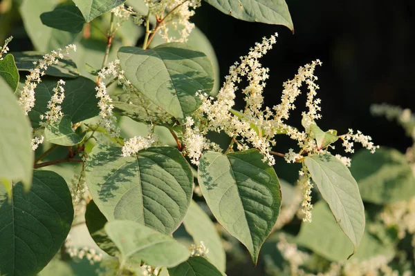 Fallopia Japonica Japanese Knotweed Branch Green Leaves White Flowers — Stock Photo, Image