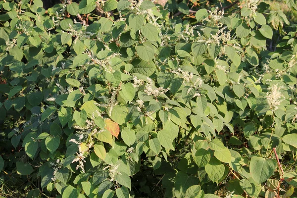 Fallopia Japonica Knotweed Japonés Vista General Planta Con Flores — Foto de Stock