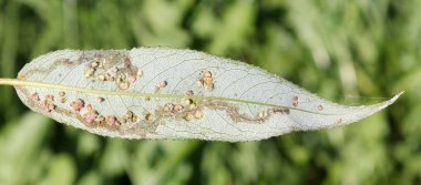Salix örnek yeşil yaprak üzerinde siğil gibi söğüt yaprağı safra mite (Aculops tetanothrix)
