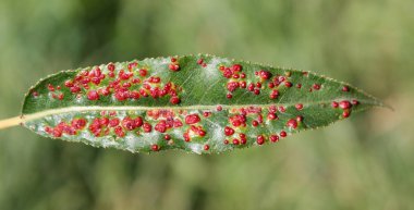 Salix örnek yeşil yaprak üzerinde siğil gibi söğüt yaprağı safra mite (Aculops tetanothrix)