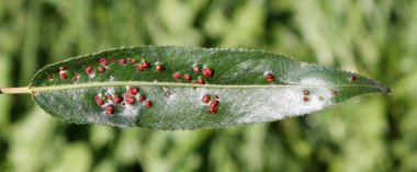 Salix örnek yeşil yaprak üzerinde siğil gibi söğüt yaprağı safra mite (Aculops tetanothrix)