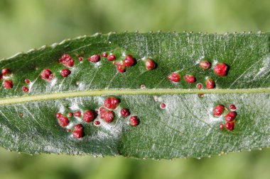 Salix örnek yeşil yaprak üzerinde siğil gibi söğüt yaprağı safra mite (Aculops tetanothrix)