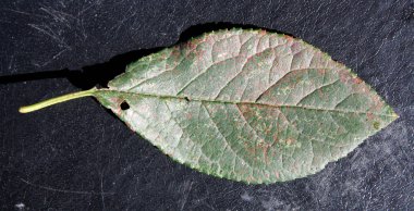 Erik veya Prunus domestica yaprak yeşil erik paslı (Tranzschelia pruni-spinosae)