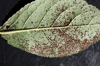 Plum rust (Tranzschelia pruni-spinosae) on green leaf of Plum or Prunus domestica clipart