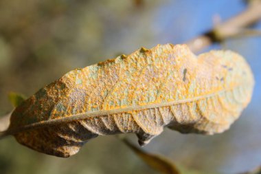 Mantarlar söğüt yaprağı (Melampsora sp.) pas