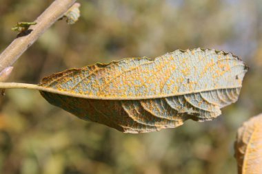 Rust fungus (Melampsora sp.) on leaf of Willow clipart