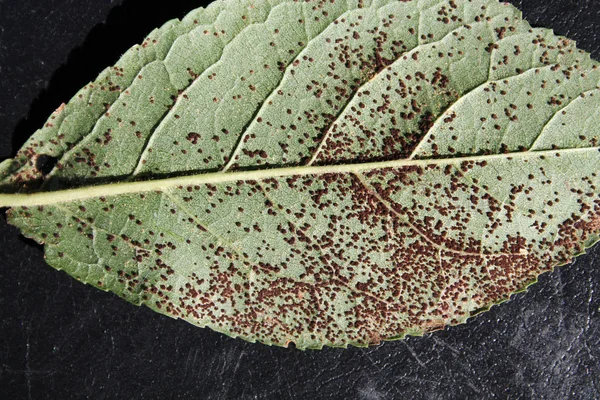 Óxido Ciruela Tranzschelia Pruni Spinosae Sobre Hoja Verde Ciruela Prunus — Foto de Stock