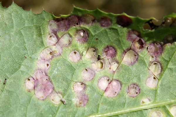 Galls Leaf Sowthistle Sonchus Oleraceus Caused Midge Cystiphora Sonchi — Stock Photo, Image