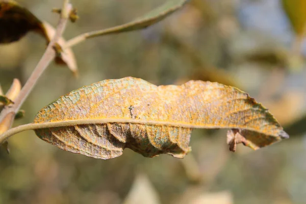 Rust Fungus Melampsora Leaf Willow — Stock Photo, Image