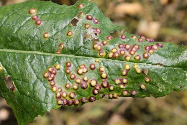 Agallas Hoja Scariola Sonchus Oleraceus Causaron Por Midge Sonchi Cystiphora — Foto de Stock