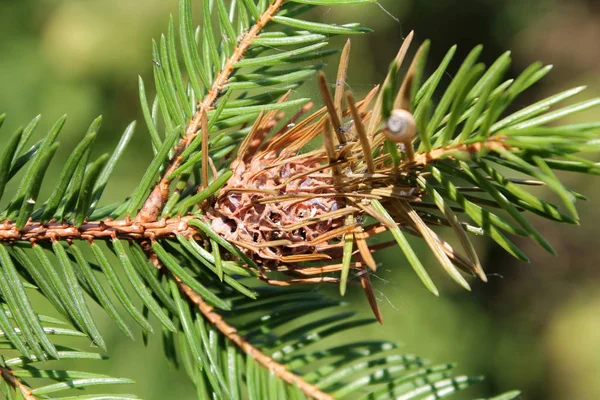 Гілка Ялини Ананасовим Халіджідом Adelges Vietnamis Browned Gall Після Випуску — стокове фото