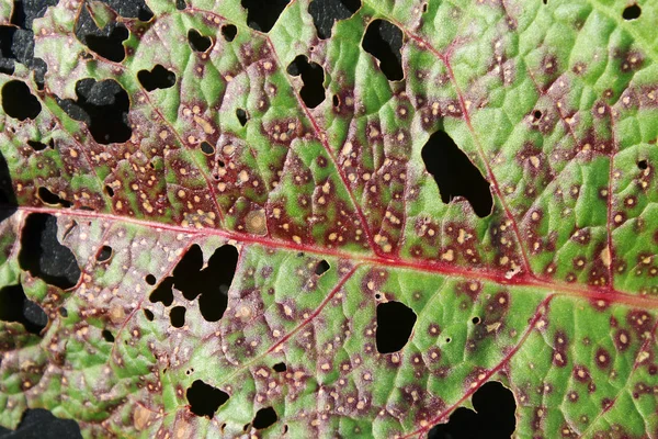 Hoja Acedera Dañada Por Rubéola Ramularia Síntomas Enfermedad Las Hojas — Foto de Stock