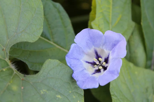 Modrý Květ Nicandra Physalodes Nebo Fly Rostliny — Stock fotografie