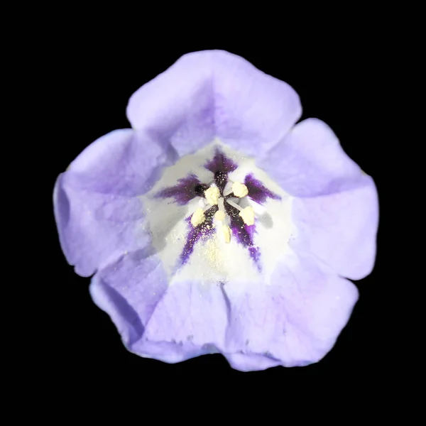 Nicandra 場または黒の背景上に分離されて当確 飛ぶ植物の青い花 — ストック写真