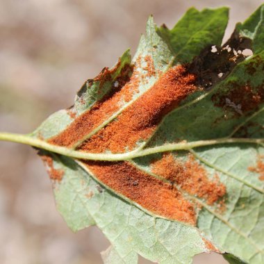 Alnus incana veya gri Kızılağaç yaprak yeşil üzerinde akarları Acalitus phyllereus neden Erineum galls