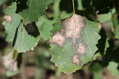 Yaprak Populus tremula veya ortak aspen Gloeosporium tremulae ile enfekte