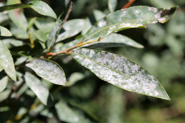 Willow Külleme küf tarafından etkilenen bırakır