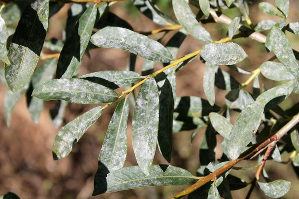 Willow Külleme küf tarafından etkilenen bırakır