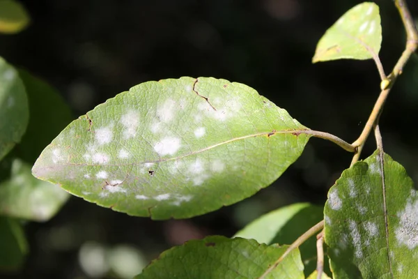 Willow Powdery Mildew Uncinula Adunca Leaf Salix Caprea Great Sallow — Stock Photo, Image